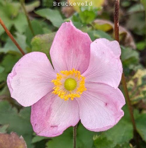 Anemone 'Little Princess'® (hupehensis)