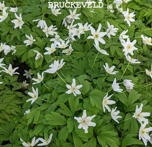Anemone nemorosa