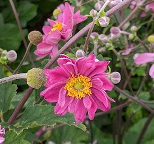 Anemone 'Pamina'