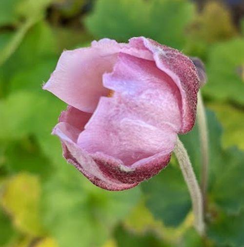 Anemone 'Richard Ahrens'