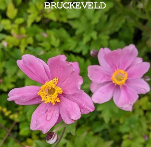 Anemone 'September Charm' (hupehensis)