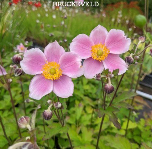 Anemone 'September Charm' (hupehensis)