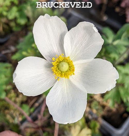 Anemone sylvestris