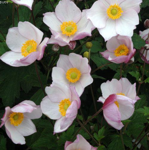 Anemone 'Robustissima' (tomentosa)