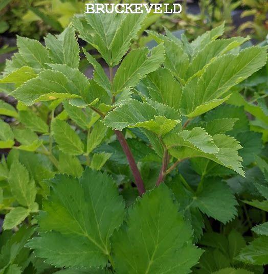 Angelica archangelica engelwortel
