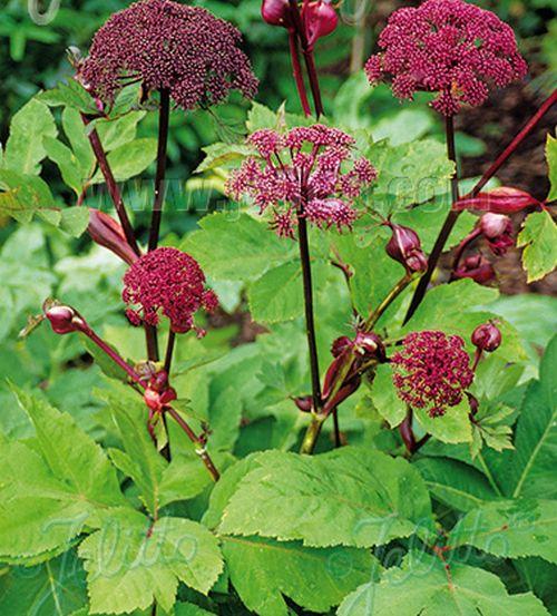 Angelica gigas