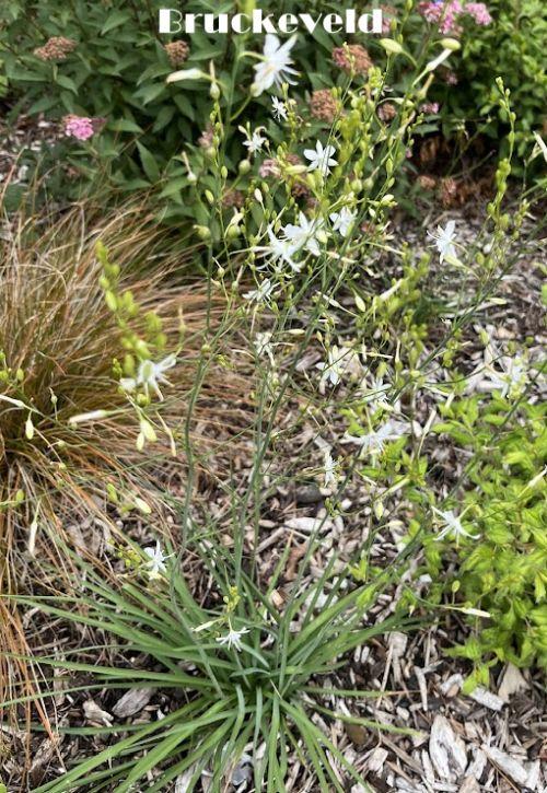 Anthericum ramosum