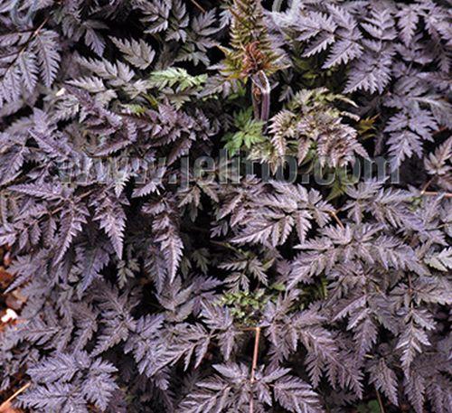 Anthriscus sylvestris 'Ravenswing'