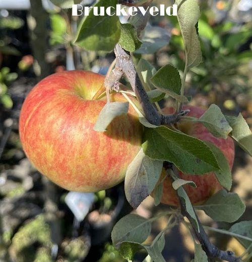 APPEL Reine de Reinettes