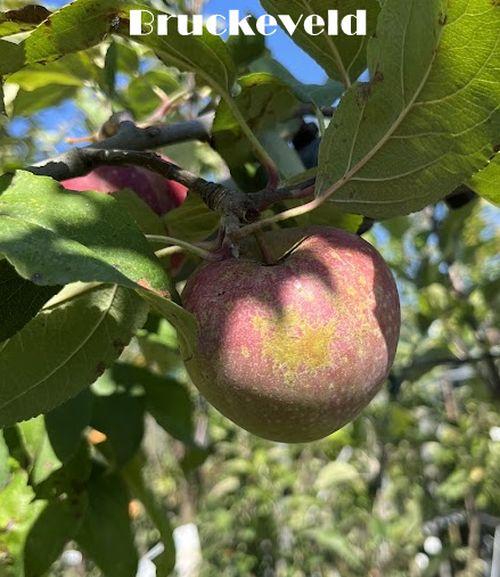 APPEL Reinette Etoilée