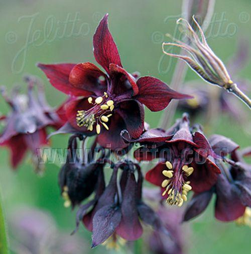 Aquilegia atrata