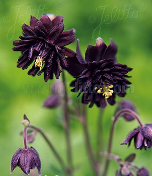 Aquilegia vulgaris 'Black Barlow'