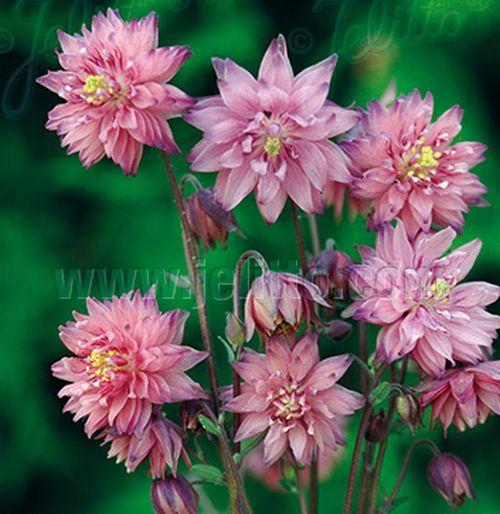Aquilegia vulgaris 'Rose Barlow'
