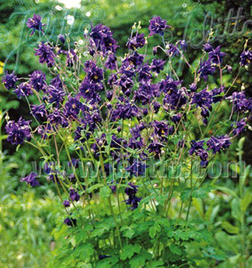 Aquilegia vulgaris