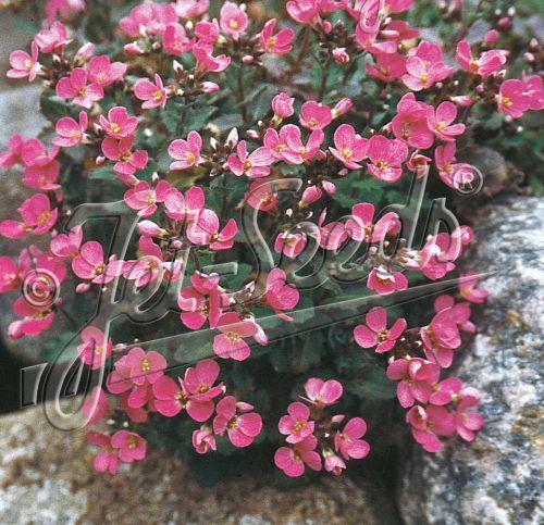 Arabis caucasica 'Pinkie'