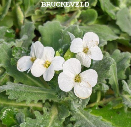 Arabis caucasica 'Snowcap'