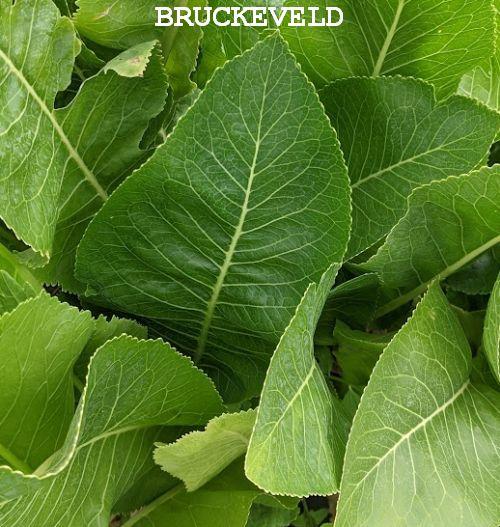 Armoracia rusticana MIERIKSWORTEL