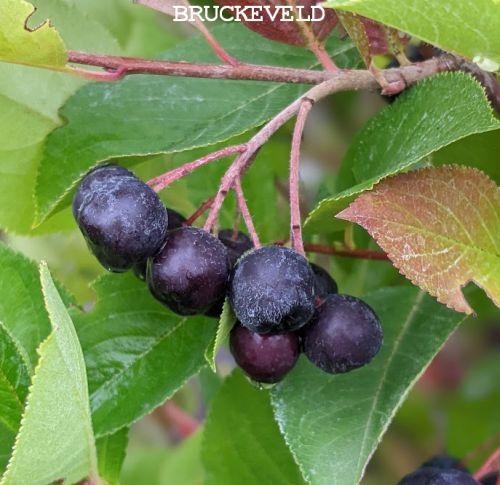 Aronia melanocarpa APPELBES