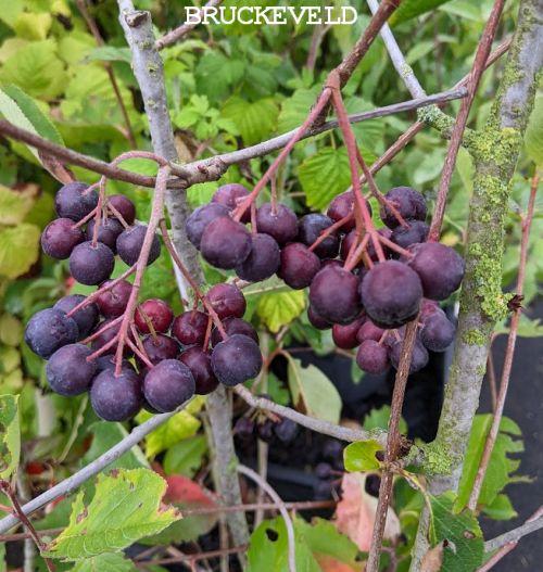 Aronia melanocarpa 'Nero' APPELBES