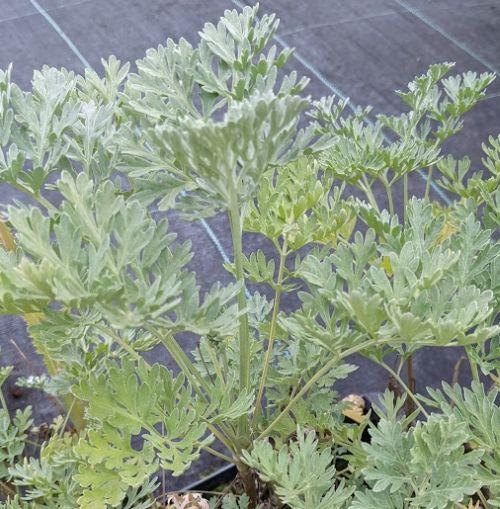 Artemisia absinthium ABSINTH