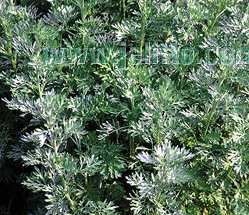 Artemisia absinthium ABSINTH