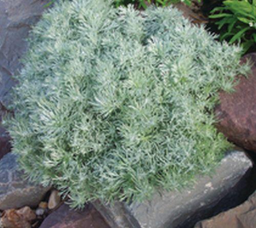 Artemisia schmidtiana 'Nana'