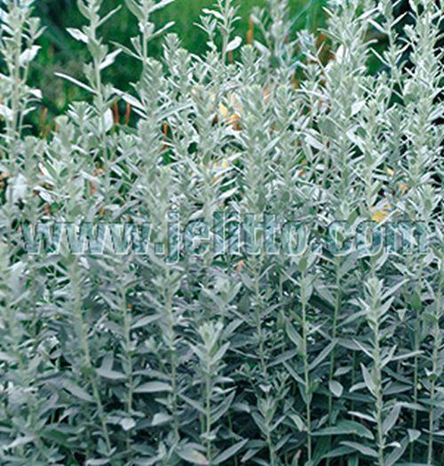 Artemisia ludoviciana 'Silver Queen'