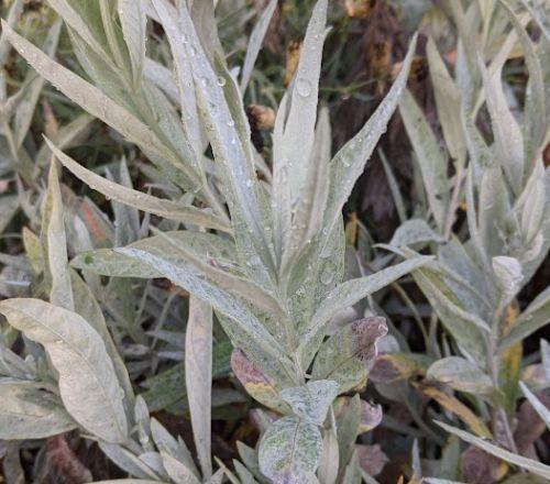 Artemisia ludoviciana 'Valerie Finnis'