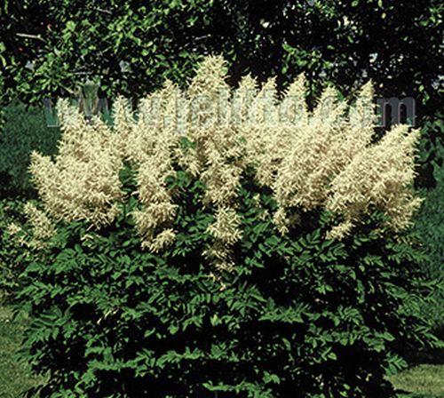 Aruncus dioicus  (sylvestris)