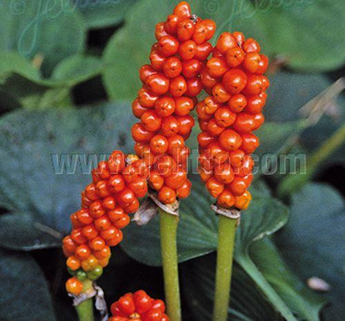 Arum italicum