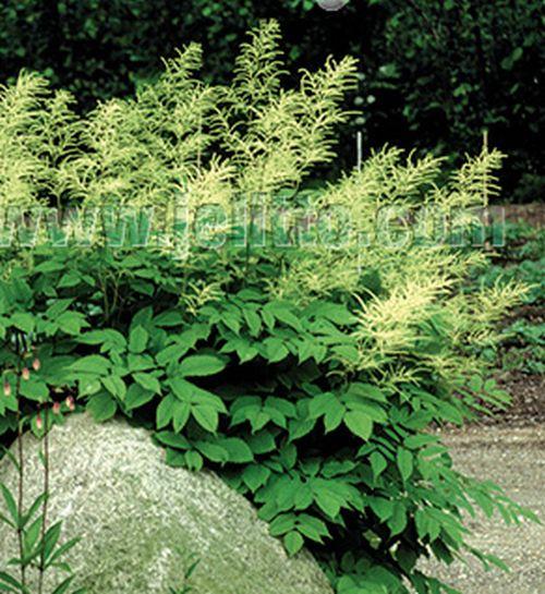 Aruncus sinensis 'Zweiweltenkind'