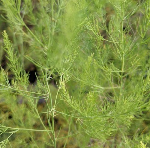 Asparagus 'Connover Colossal'