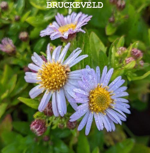 Aster ageratoides 'Asmö'