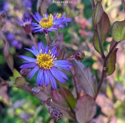 Aster ageratoides 'Ezo Murasaki'