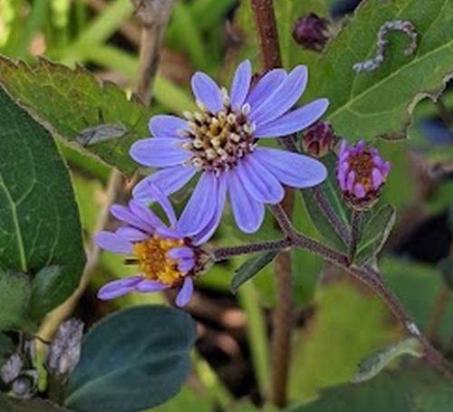 Aster ageratoides 'Harry Smidt'