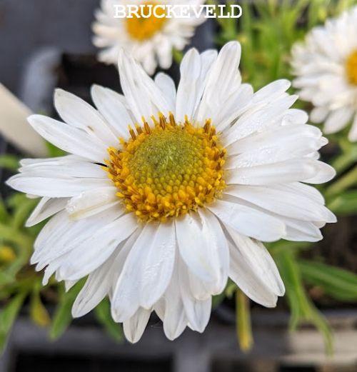 Aster alpinus 'Albus'