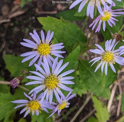 Aster ageratoides 'Asran'