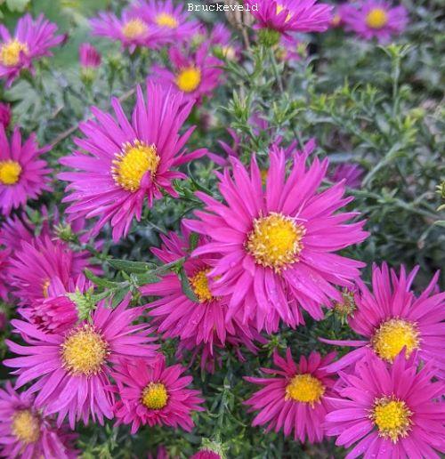 Aster dum. 'Bahamas'