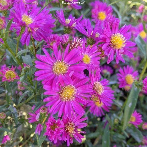 Aster  'Carmen'