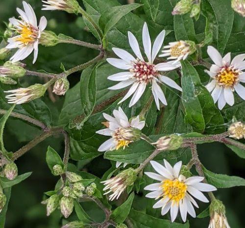 Aster divaricatus (Eurybia divaricata)