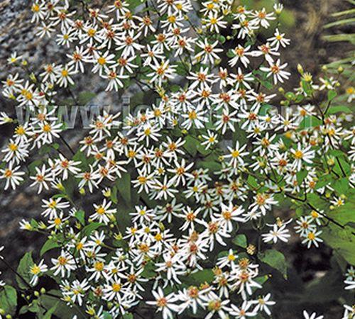 Aster divaricatus (Eurybia divaricata)