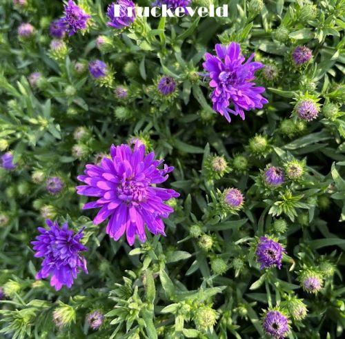 Aster Dum. 'Alph Dark Purple Launch'