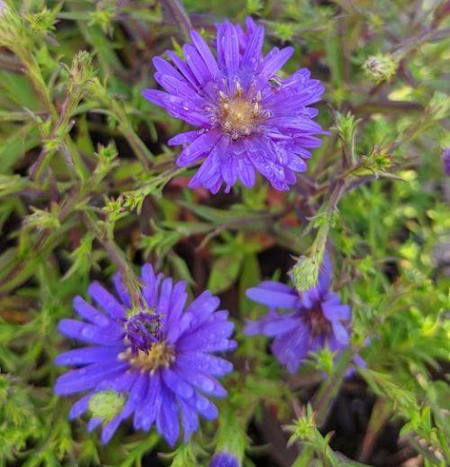 Aster Dum. 'Augenweide'