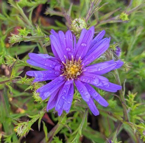 Aster Dum. 'Augenweide'
