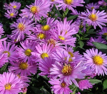Aster Dum. 'Herbstgruss von Bresserhof'