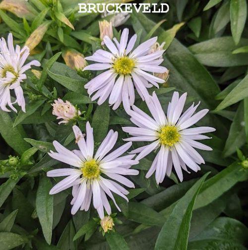 Aster Dum. 'Kristina'