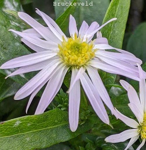 Aster Dum. 'Oktoberschneekupfel'