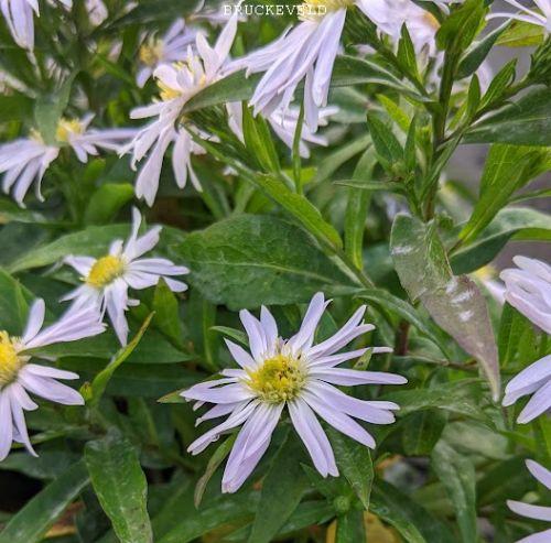 Aster Dum. 'Oktoberschneekupfel'