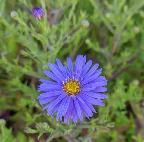 Aster Dum. 'Prof.Anton Kippenberg'