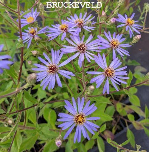 Aster Dum. 'Prof.Anton Kippenberg'